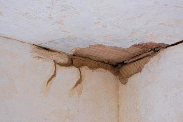 Best Mold removal after water damage  in Liberty Triangle, FL