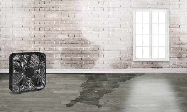 Best Flood damage cleanup  in Liberty Triangle, FL